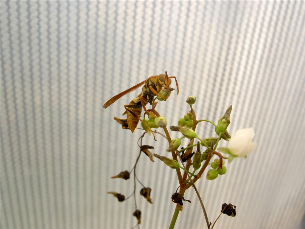 Drosera binata with wasp